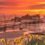 Yellow Daffodils and Red Skies