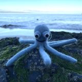 Octopus Felt
