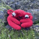 Crab Felt