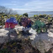 Triceratops