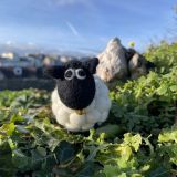 Tessa The Bobbly Sheep
