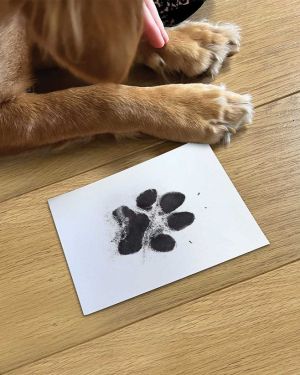Paw Print Non-Toxic Ink Pad