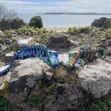 Crocodile Skeletons