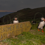 Welcome To Skomer