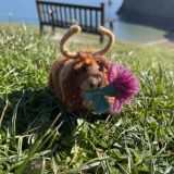 Highland Cow With Thistle Felt