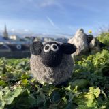 Derek The Domestic Sheep