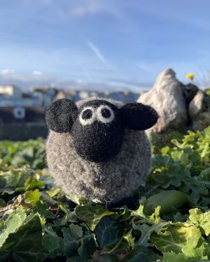 Derek The Domestic Sheep