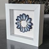 Mussels Shell Frame