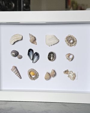 Rectangular Seashell Frame