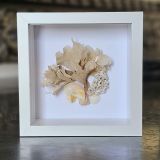 Hornwrack And Seashell Frame