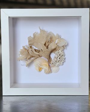 Hornwrack And Seashell Frame