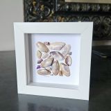 Purple Seashells Frame
