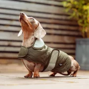 Country Khaki Quilted Dog Coat