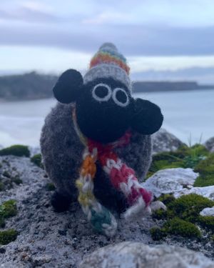 Stuart The Lakeland Sheep