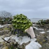 Ceramic Fluffy Green Sheep
