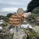 Ceramic Fluffy Orange Sheep