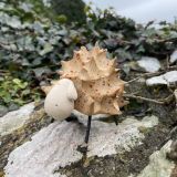 Ceramic Fluffy Orange Lamb