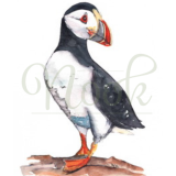 Skomer Puffin