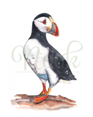 Skomer Puffin