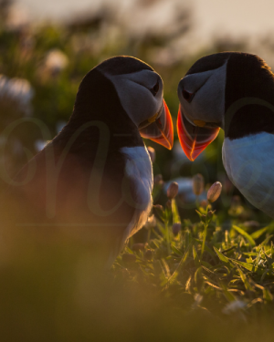 Love Is In The Air