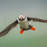 Skomer Puffin