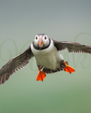 Skomer Puffin